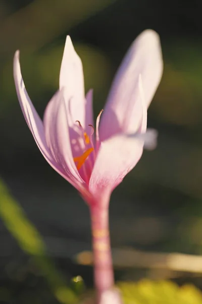 Hermosa Flor Lirio Jardín — Foto de Stock