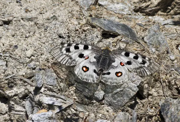 Kleiner Schmetterling Auf Blume Wildniskonzept — Stockfoto