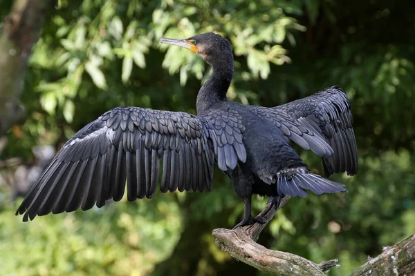 Vista Panoramica Bellissimo Uccello Cormorano Natura — Foto Stock