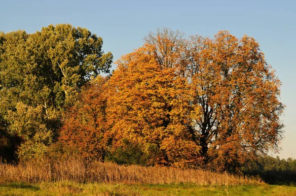 Natuurgebied Moenchsbruch Herfst — Stockfoto