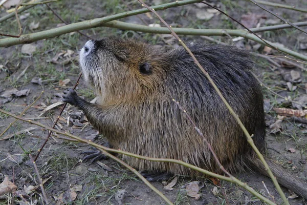 Nutria Animale Mammifero Roditore — Foto Stock