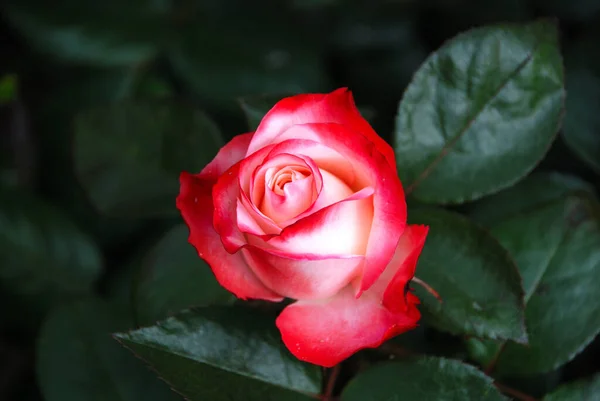 Мальовничий Вид Красиву Білу Квітку Троянди — стокове фото