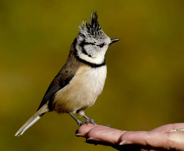 Мальовничий Вид Красивого Птаха Природі — стокове фото