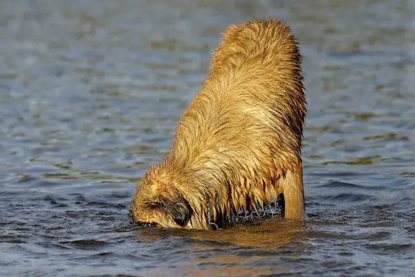 Şirin Bir Köpeğin Portresi — Stok fotoğraf