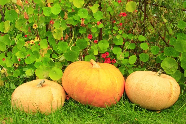 Calabazas Ecológicas Verduras Calabaza Alimentos Vegetales —  Fotos de Stock