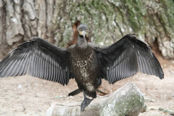 Vista Panorámica Hermoso Pájaro Cormorán Naturaleza —  Fotos de Stock