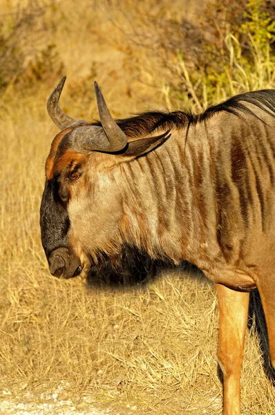 Gestreepte Gnu Connochaetes Taurinus Afrika — Stockfoto