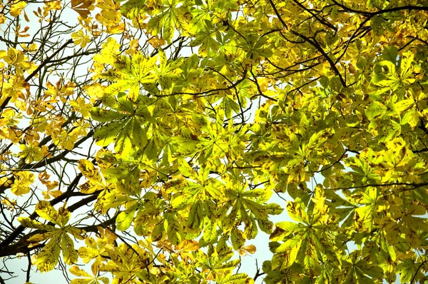 Hojas Castaño Verde Flora — Foto de Stock