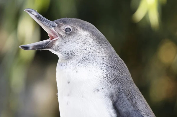 Penguin Who Seames Photographer Photo Model Release Contract — Stock Photo, Image