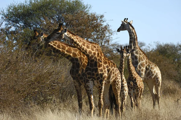 Famille Girafe Avec Chatons — Photo