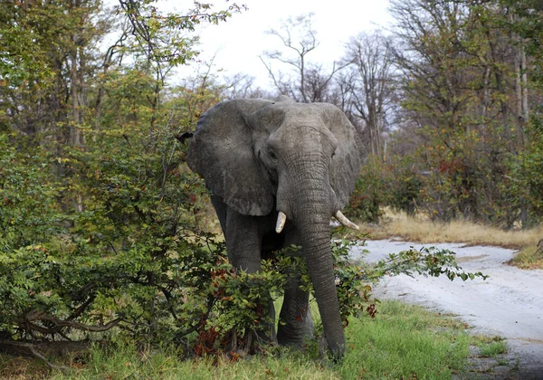 Αφρικανικό Ζώο Ελέφαντα Φύση Και Πανίδα — Φωτογραφία Αρχείου