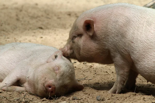 動物園の豚です — ストック写真