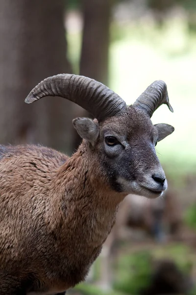 Portrait Large Bull Mountains — Stock Photo, Image