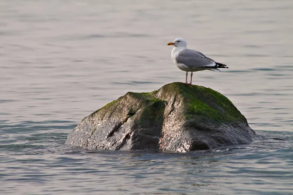 Gaviota Sobre Una Piedra — Foto de Stock