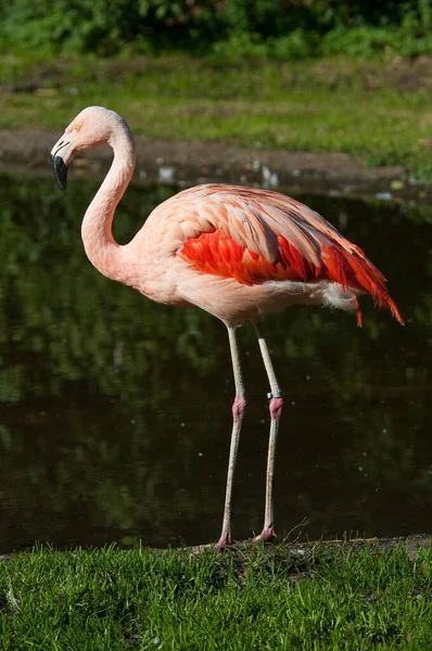 Doğadaki Güzel Flamingo Kuşunun Manzarası — Stok fotoğraf