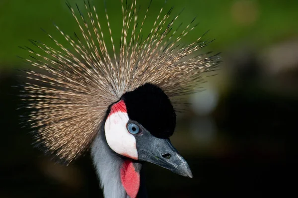 Close Van Een Vogelkop — Stockfoto