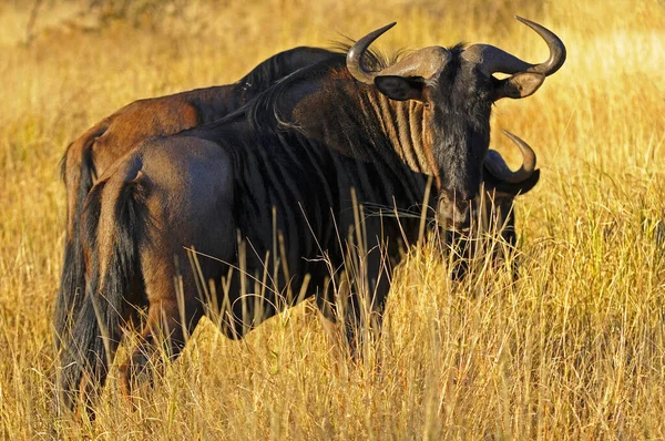 Buffle Dans Savane Kenya — Photo