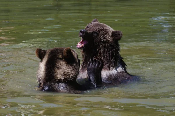Medvěd Grizzly Vodě — Stock fotografie