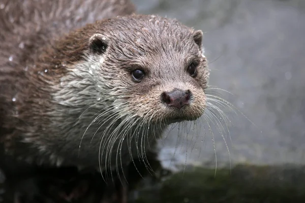 Lutra Lutra Otters Fish Hunter Animal — Stock Photo, Image