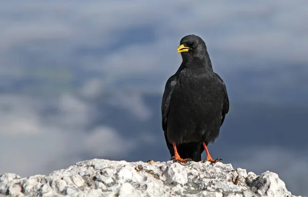 Vue Panoramique Bel Oiseau Nature — Photo