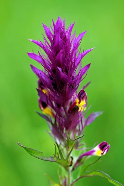 Квіти Польової Пшениці Фіолетового Кольору Мають Жовтувато Білий Рот Вони — стокове фото