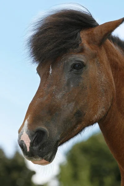 馬の肖像画です — ストック写真