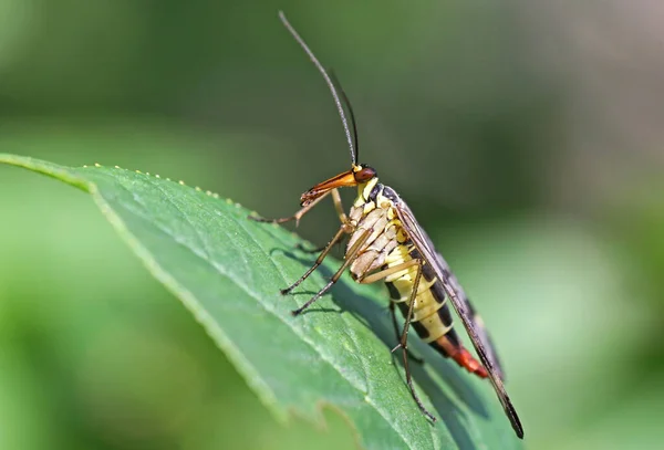 Insecte Mouche Scorpion Dans Nature Florale — Photo