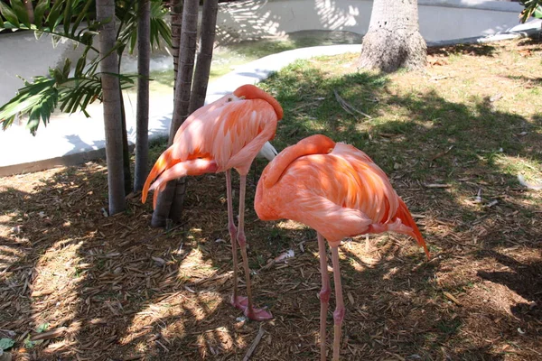 Flamants Roses Gros Plan — Photo