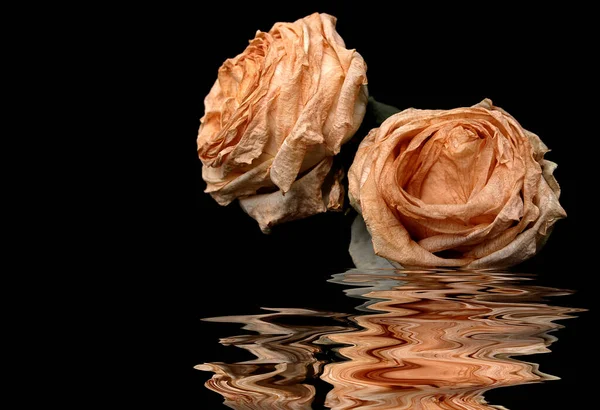 Flore Botanique Pétales Fleurs Rose — Photo