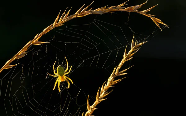 Spider Sol Por Noche — Foto de Stock