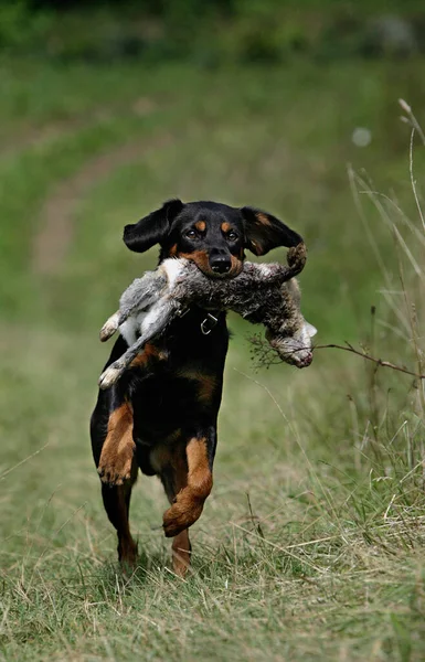 Jakt Hund Med Byte — Stockfoto