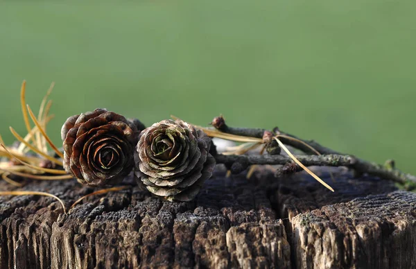 松の木のコーンの植物 — ストック写真