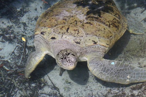 Havssköldpaddor Närbild — Stockfoto