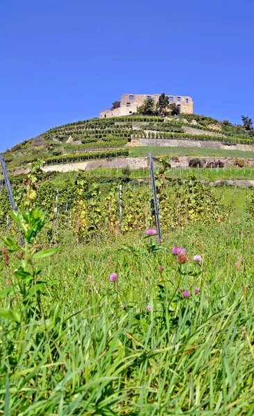 Vigneto Con Rovine Del Castello — Foto Stock