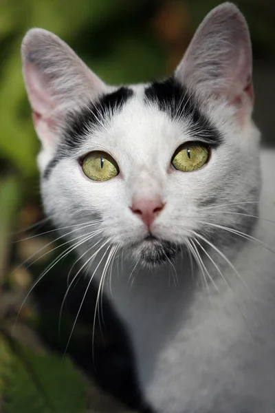 Portrét Krásné Mladé Kočky — Stock fotografie
