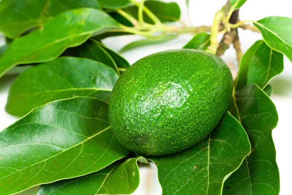 Avocado Tree Persea Americana — Stock Photo, Image