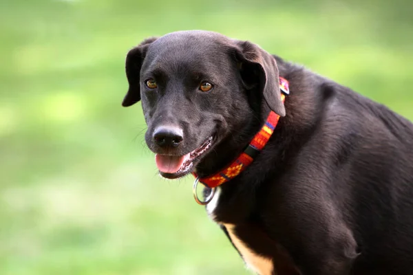 Brązowy Pies Labrador Zwierzę Domowe — Zdjęcie stockowe