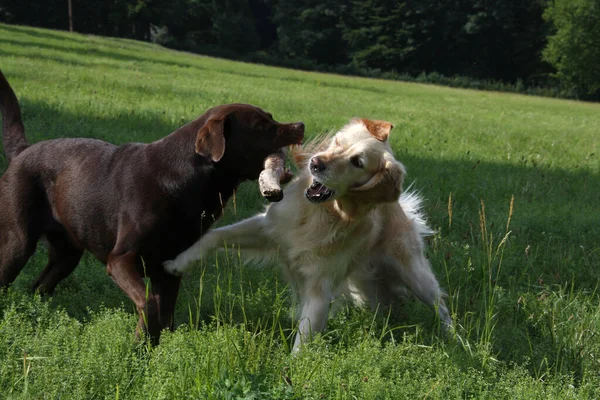 Labrador Golden Retriever —  Fotos de Stock