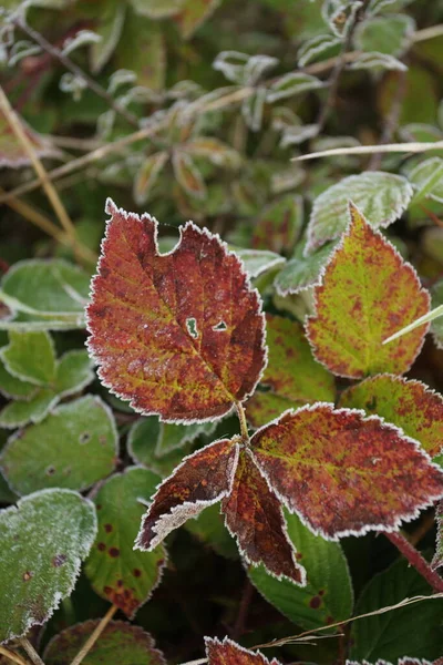 Höst Löv Höst Säsong Flora — Stockfoto