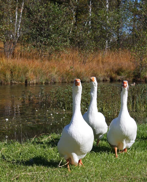 Scenic View Geese Birds Nature — Stock Photo, Image