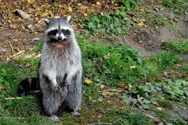 Jeune Écureuil Dans Forêt — Photo