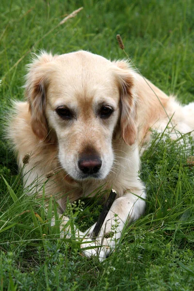 Carino Cucciolo Beagle Erba Verde — Foto Stock