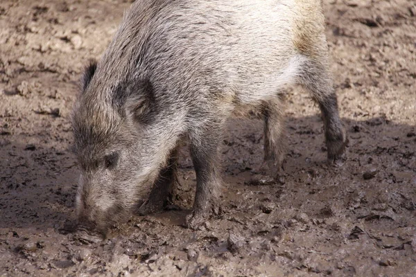 Wild Boar Close — Stock Photo, Image