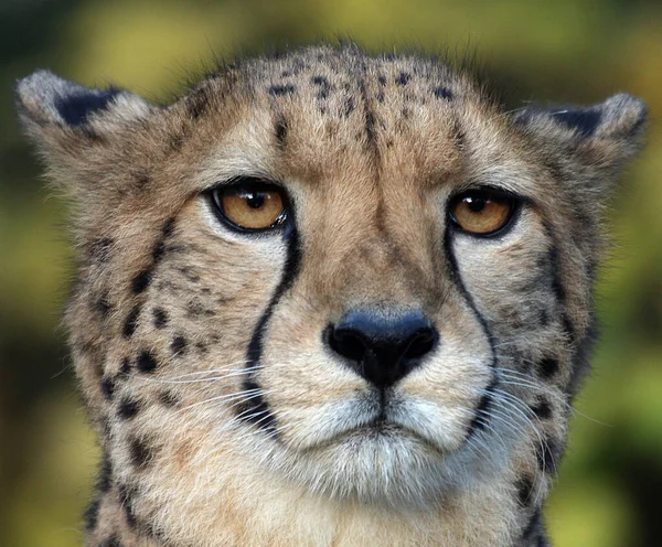 Όμορφη Μεγάλη Γάτα Τσιτάχ Savannah Άγριο Ζώο — Φωτογραφία Αρχείου