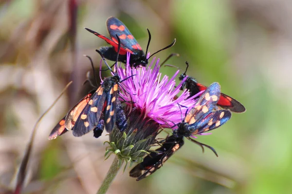 Primo Piano Bug Natura Selvaggia — Foto Stock