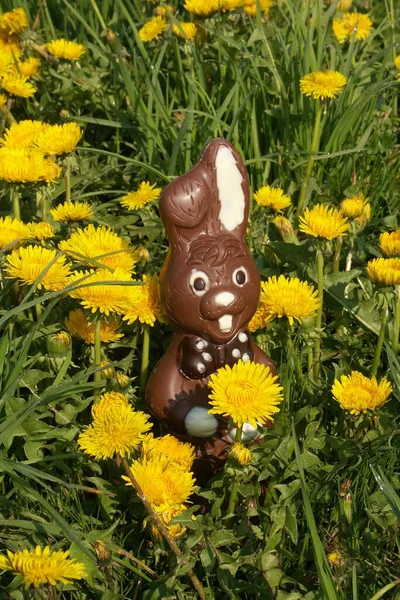 Easter Bunny Made Chocolate Flower Field — Stock Photo, Image