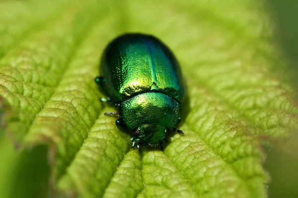 Grüner Käfer Auf Dem Blatt — Stockfoto