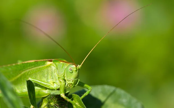 Nahaufnahme Makro Ansicht Von Heuschrecken Insekt — Stockfoto