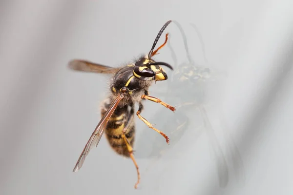 Closeup View Wasp Insects Macro Shot — Stock Photo, Image