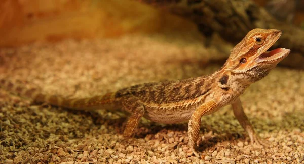 Тварина Ящірка Тропічна Рептилія — стокове фото